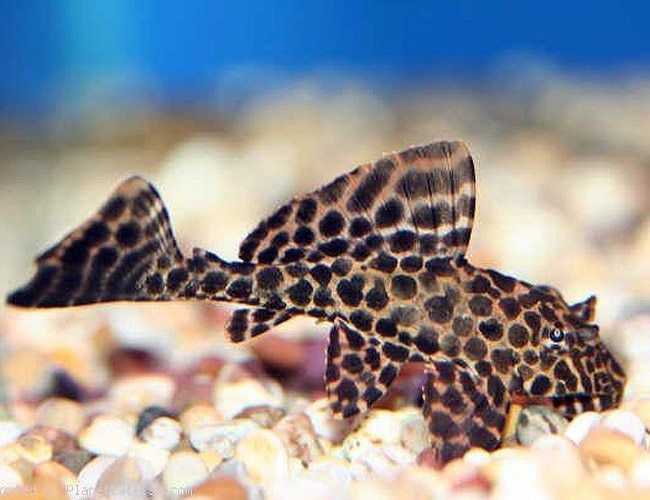 Leopard Sailfin Pleco