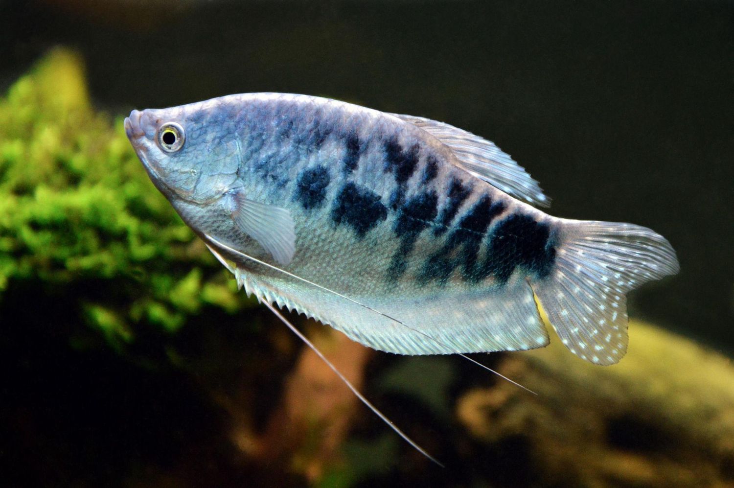 Blue Gourami