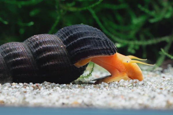 Rabbit Snails