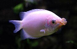 Pink Kissing Gourami