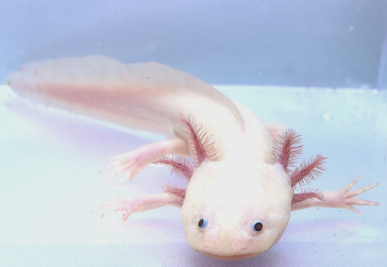Lucy Type Axolotl Juvenile