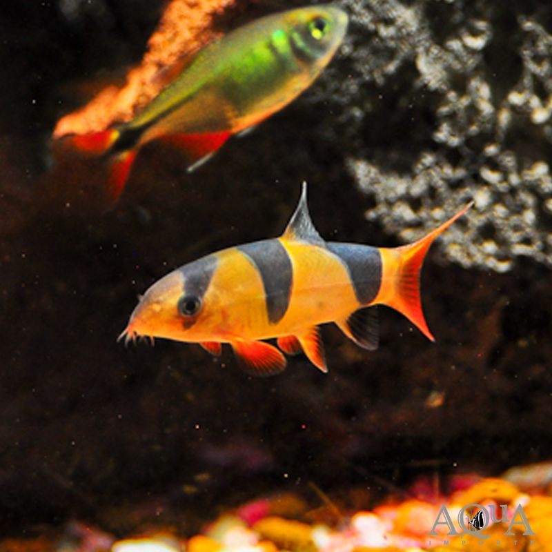Clown Loach