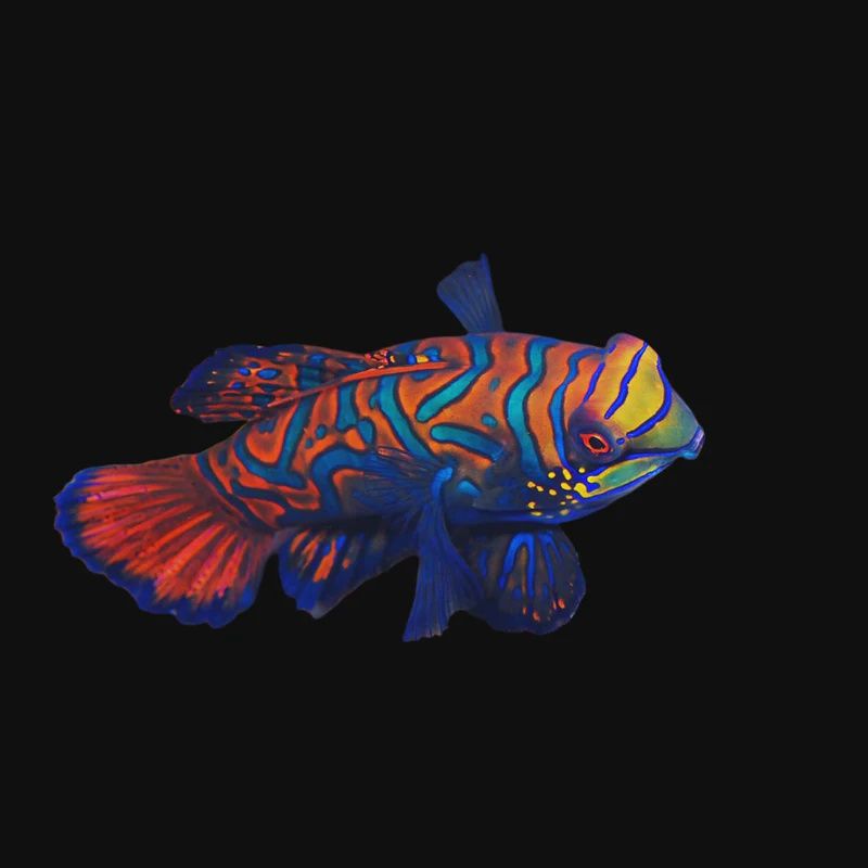 Mandarin Green Dragonet-Wild Caught