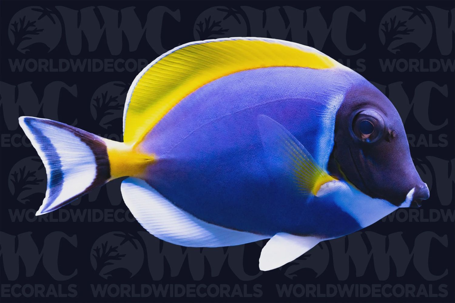 Powder Blue Tang