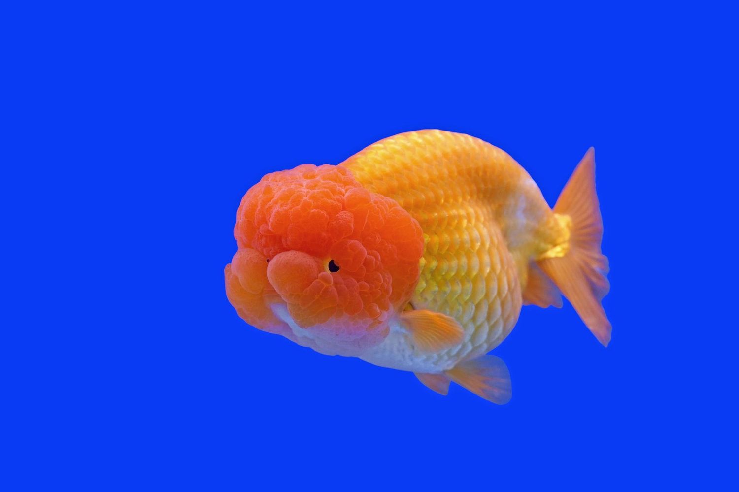 Lionhead Goldfish