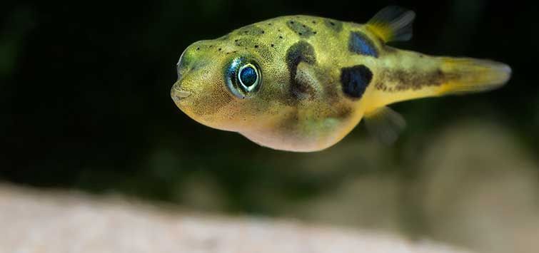 Dwarf Indian Malabar Puffer