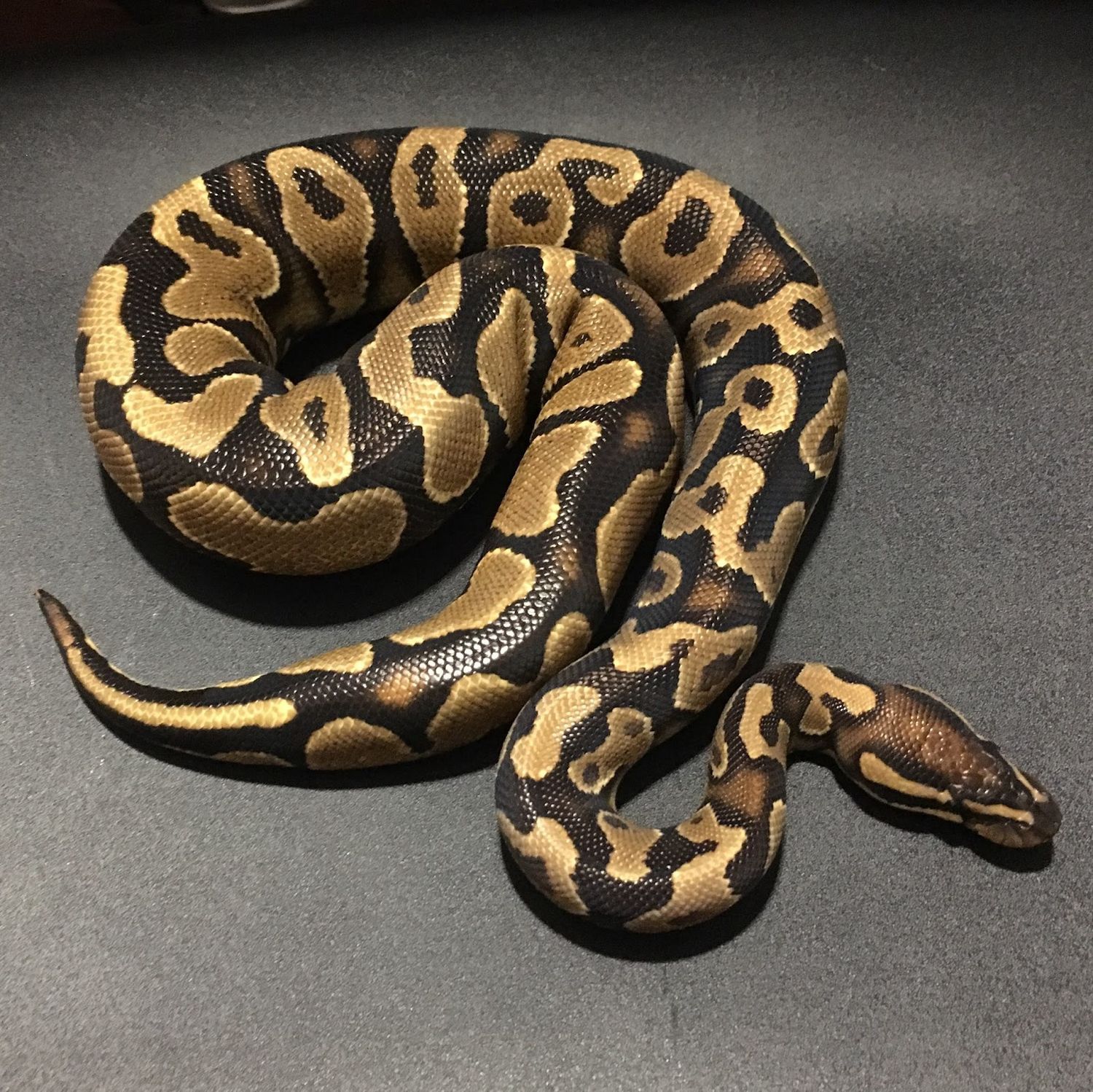 Ball Python