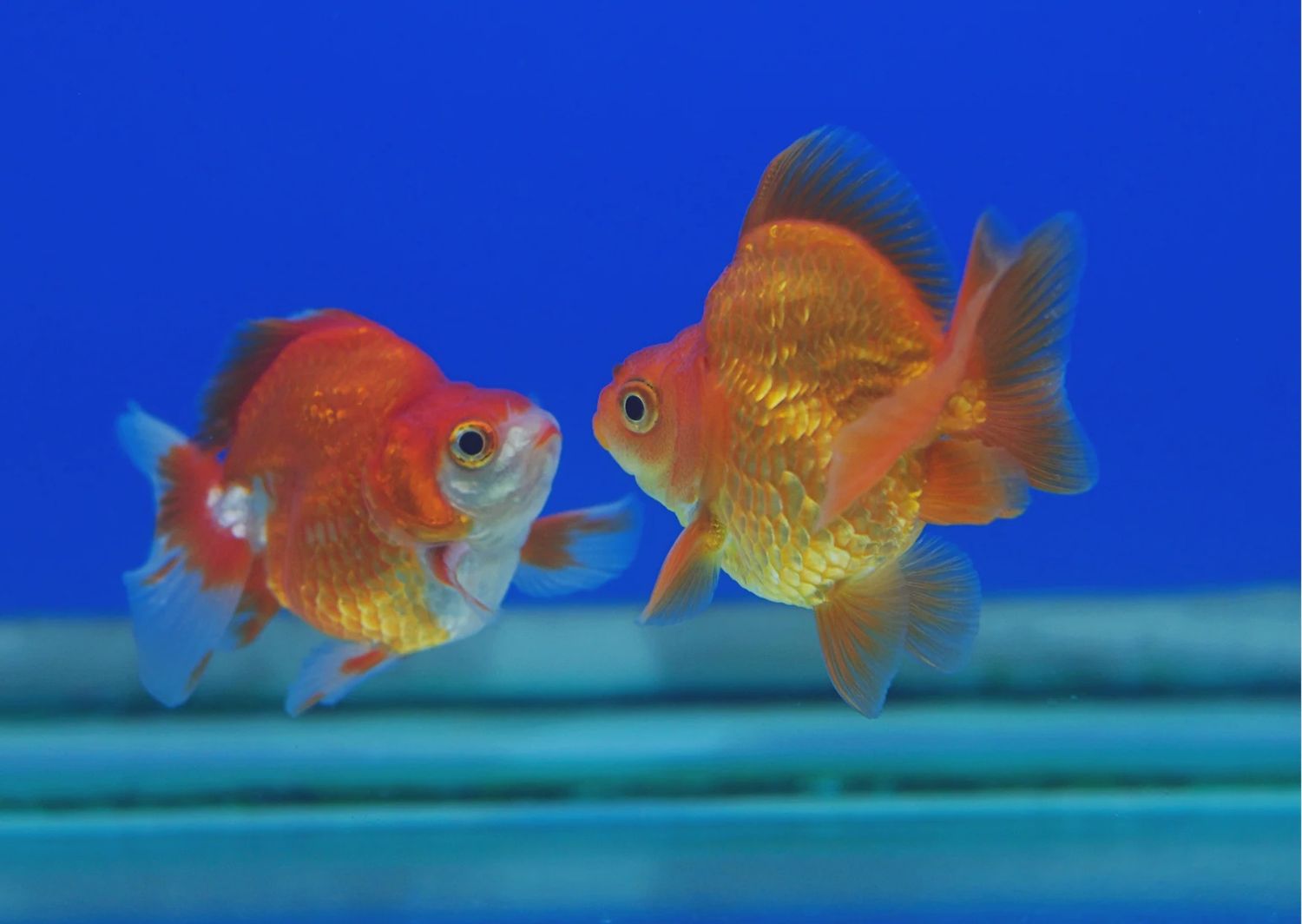 Ryukin Goldfish