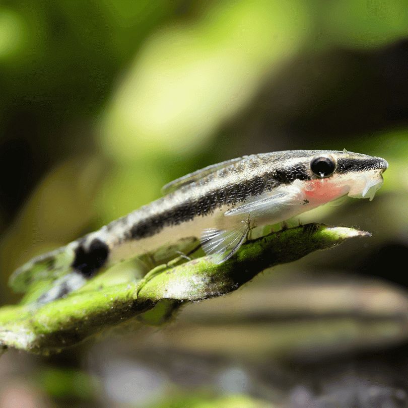Otocinclus