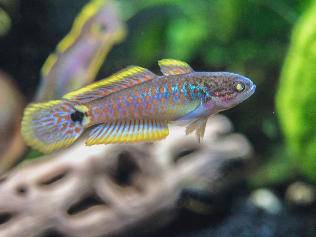 Peacock Gudgeon Goby