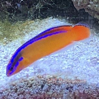 Neon Dottyback