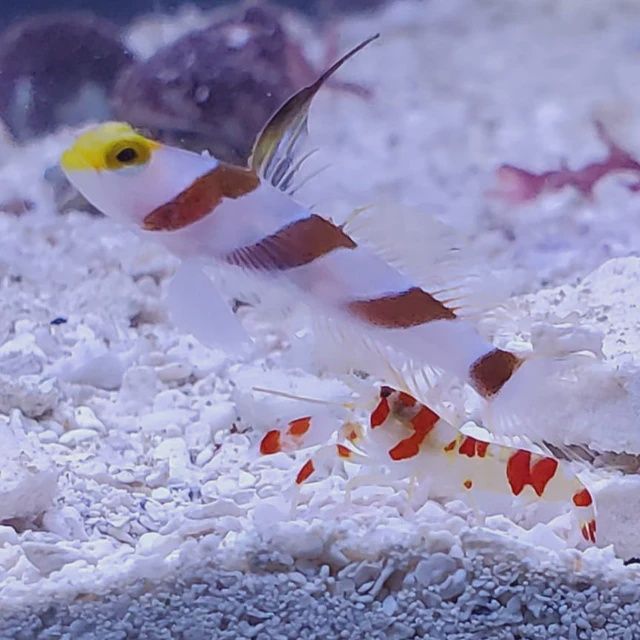 HiFin Banded Goby