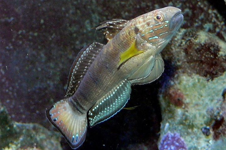 Dragon (Bullet) Goby