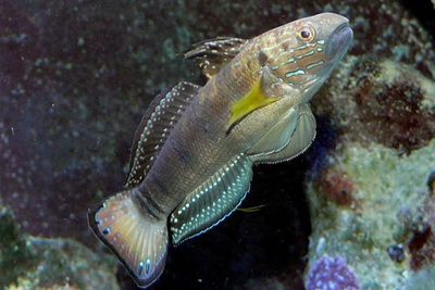 Dragon (Bullet) Goby