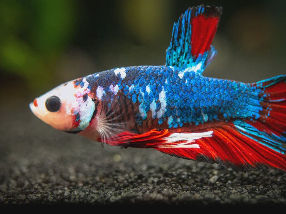 Male Plakat Betta