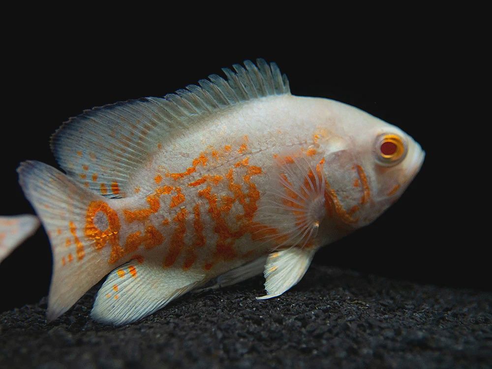 Albino Tiger Oscar LG