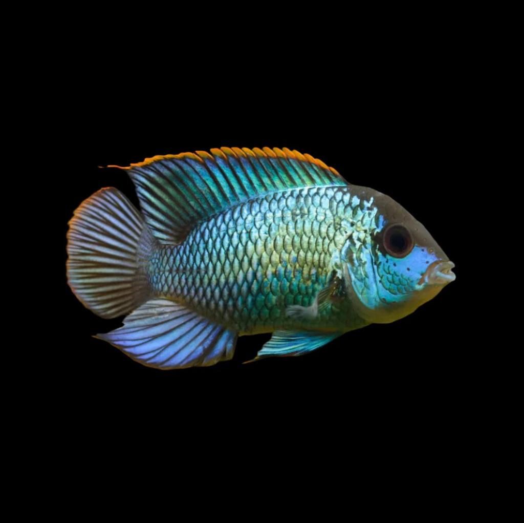 Electric Blue Acara Large