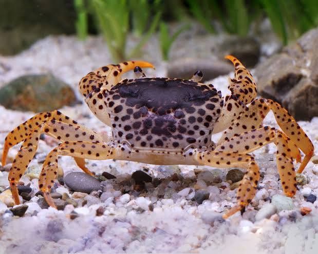 Panther Crab - Freshwater