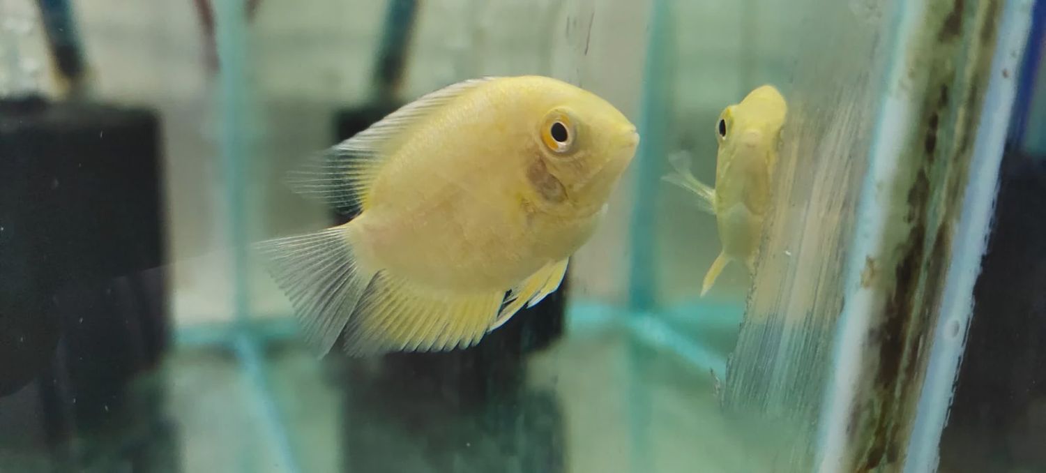 Gold Severum