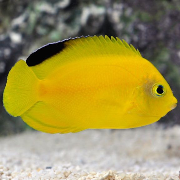 Woodhead (Yellow and Black) Angelfish