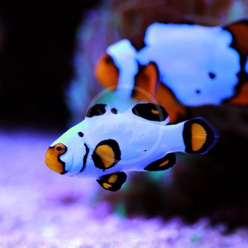 Wyoming White Clownfish