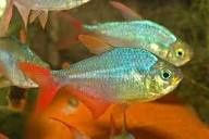 Red and Blue Colombian Tetra