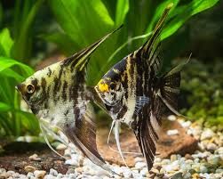 Marble Angelfish Small