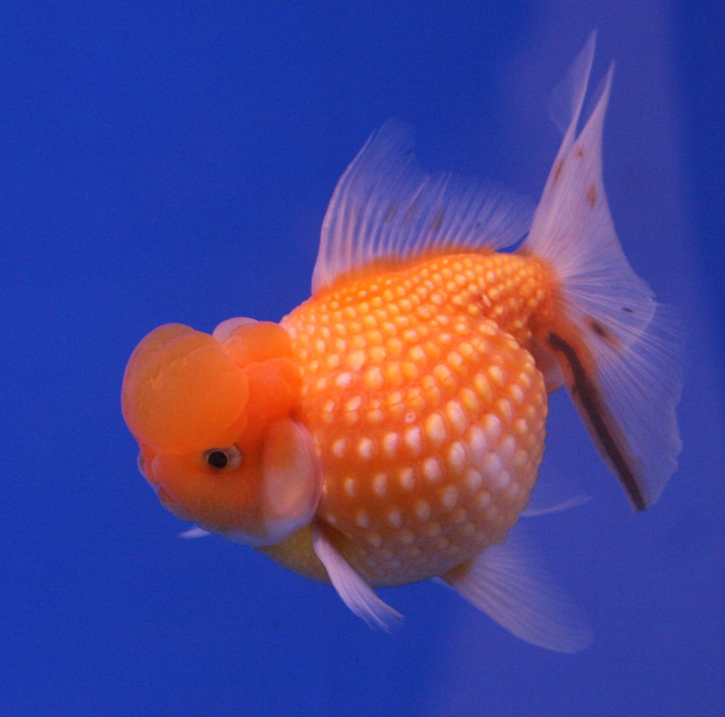 Pearlscale Goldfish