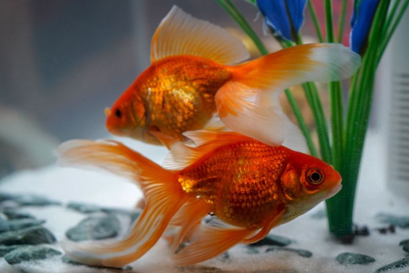 Fantail Goldfish