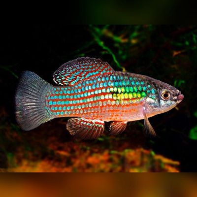 American Flagfish