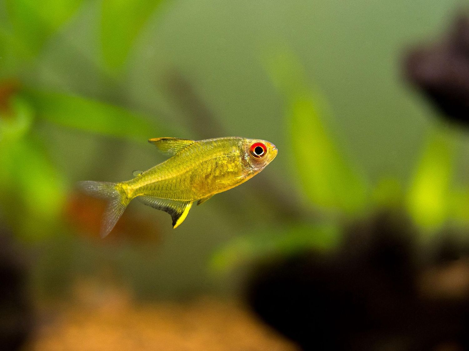 Lemon Tetras