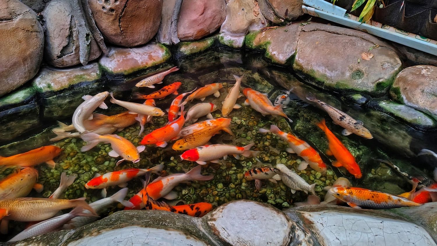 Grade A Koi