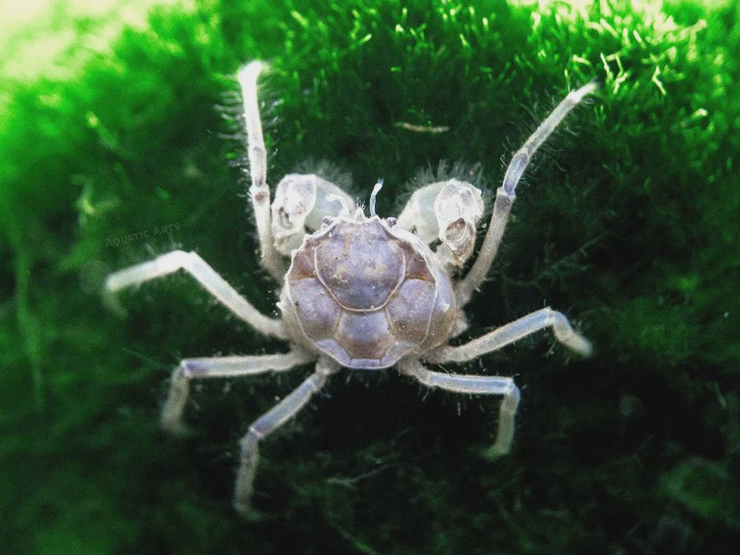 Micro Thai Crab