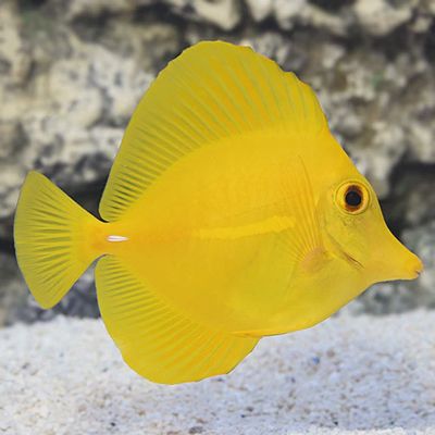 Biota Yellow Tang
