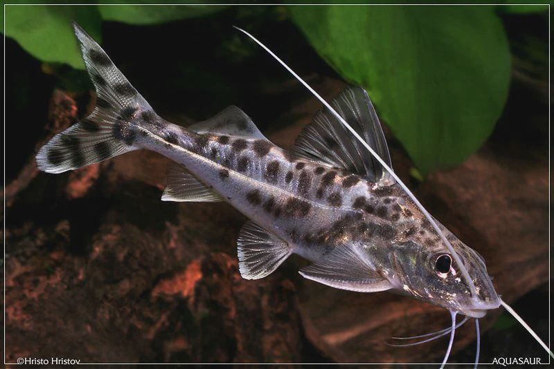 Large Pictus Catfish