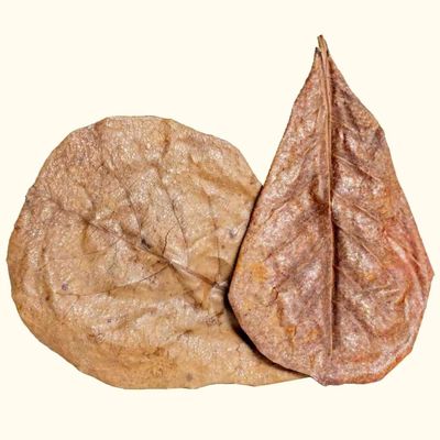 Aquarium Co-Op Catappa Leaves 20 pack