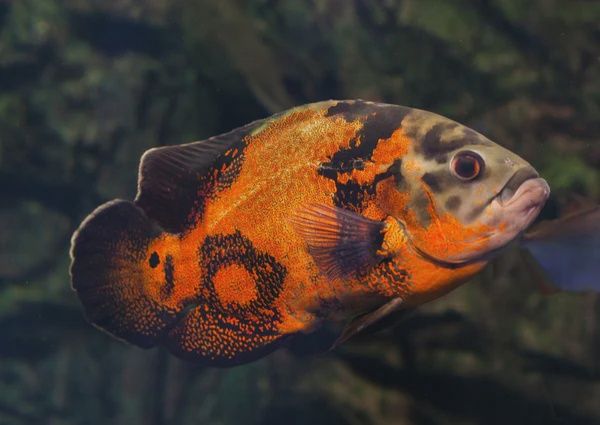 Tiger Oscar Small
