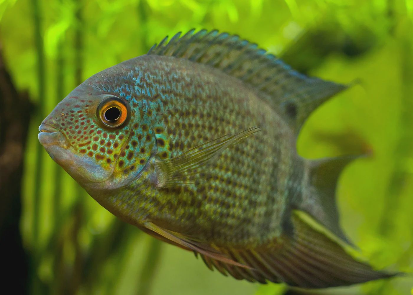 Green Severum