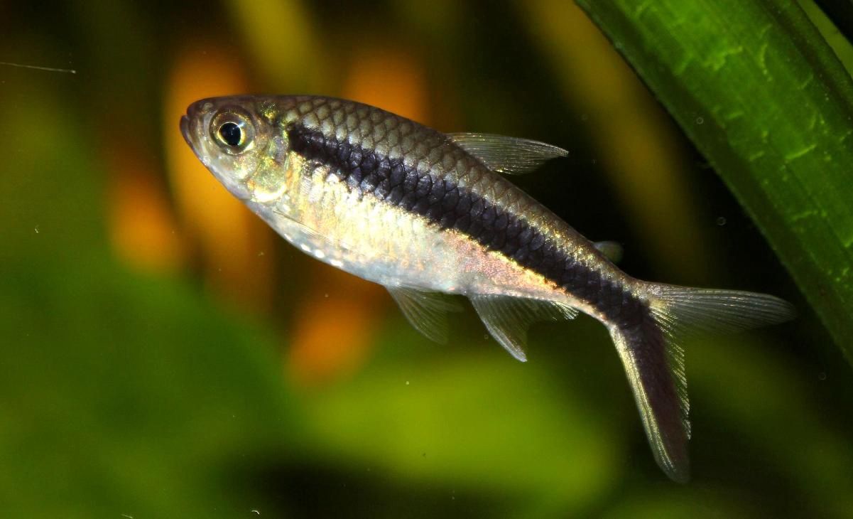 Penguin Tetra