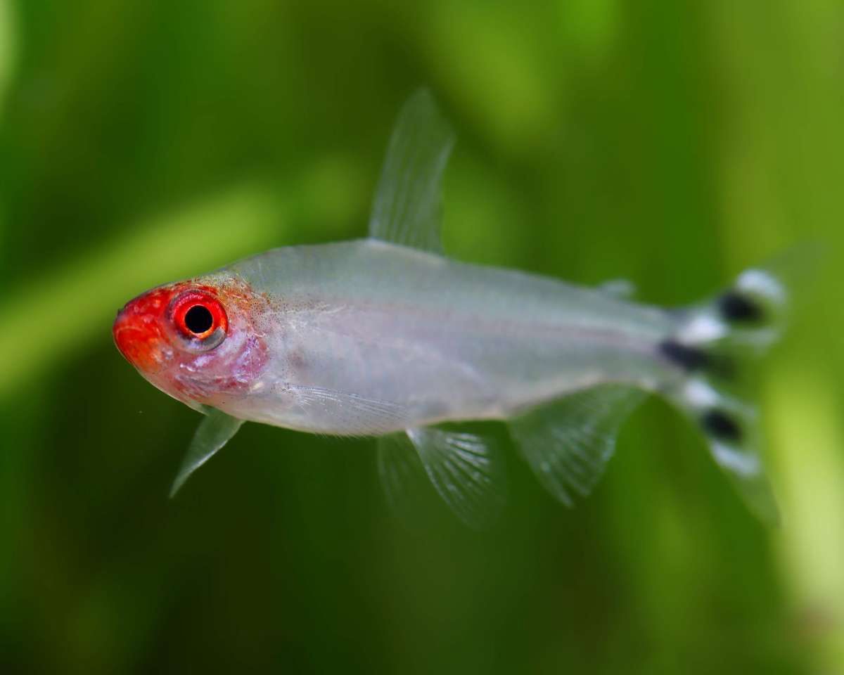 Rummy Nose Tetra