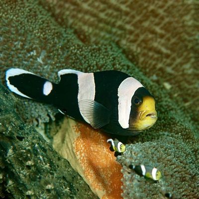 Black Saddleback Clownfish