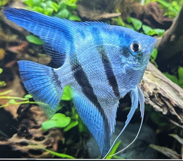Blue Pinoy Angel