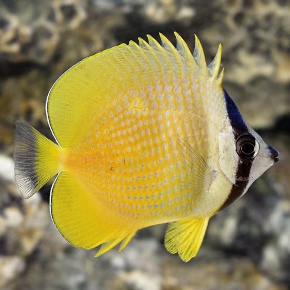 Orange Kleini Butterflyfish