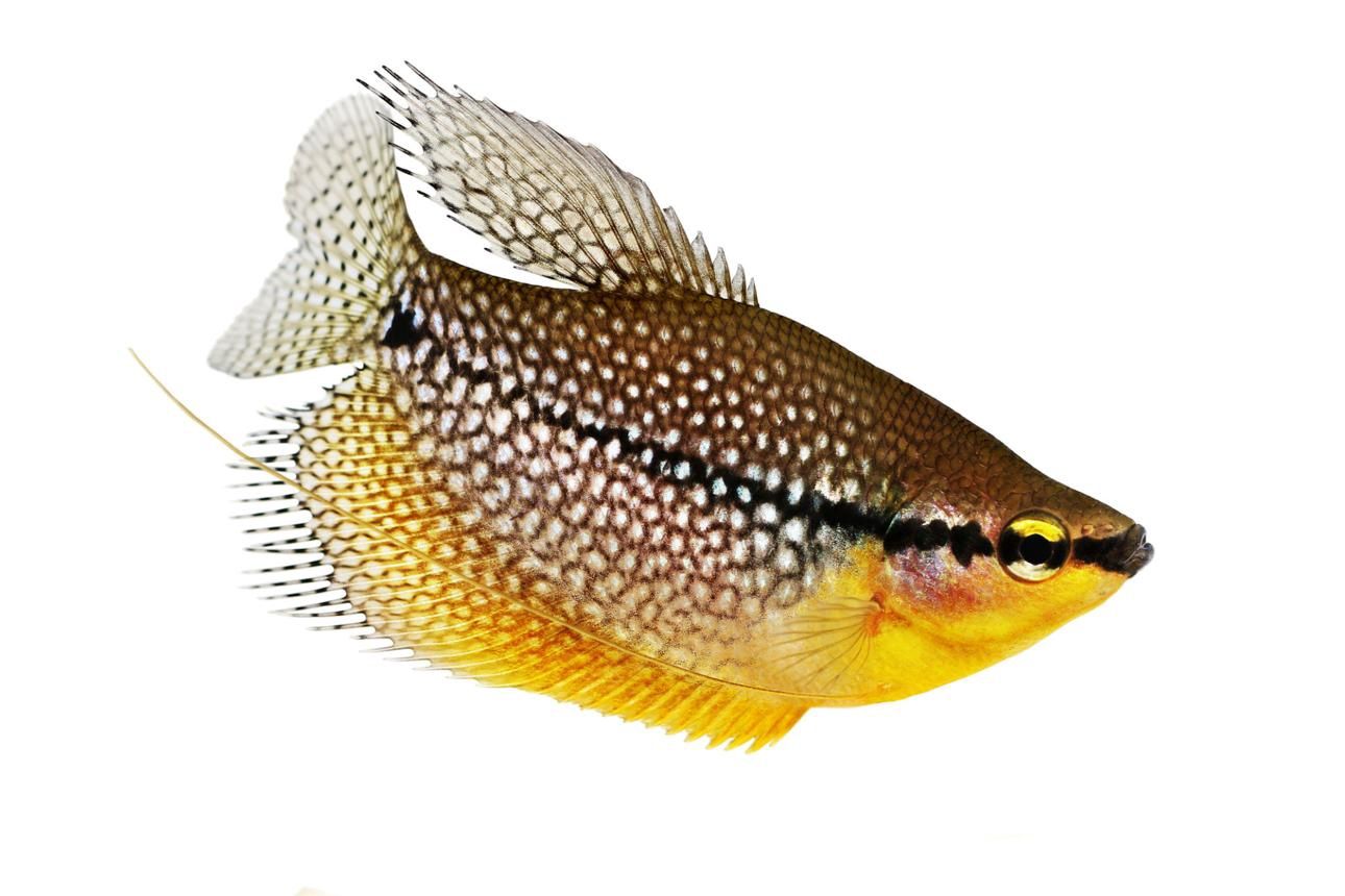 Pearl Gourami
