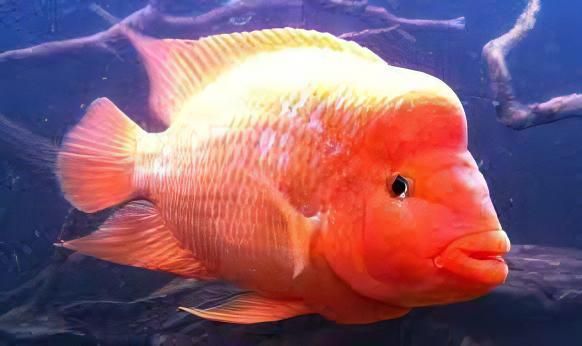 Red Devil Cichlid 10in