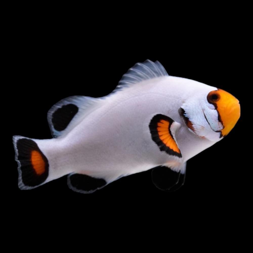 Platinum Percula Clown