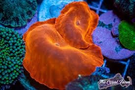 Neon Orange Mushroom Coral