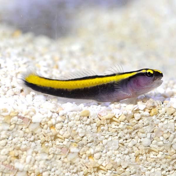 Gold Neon Cleaner Goby