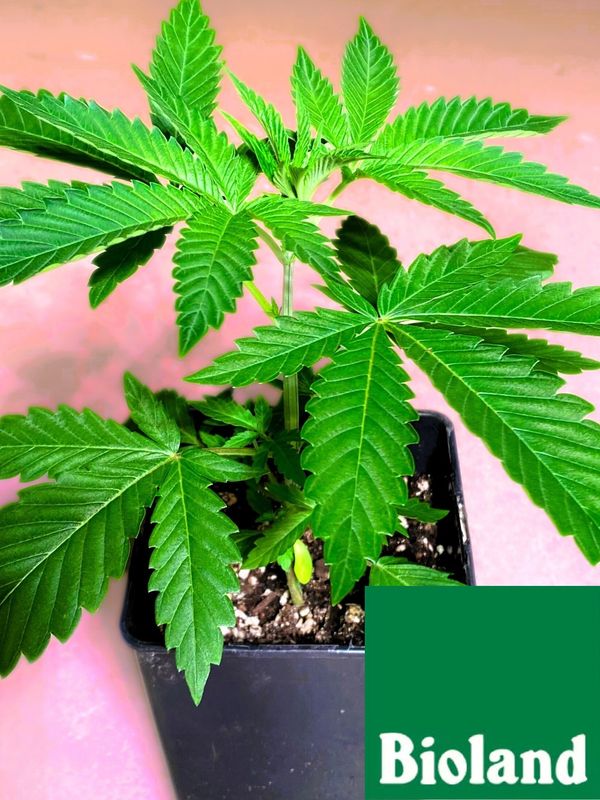 Gelato Cannabis Bioland Jungpflanze
