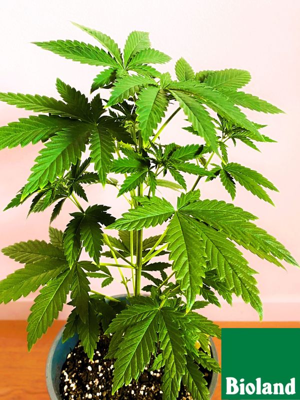Lemon Skunk Cannabis Bioland Jungpflanze